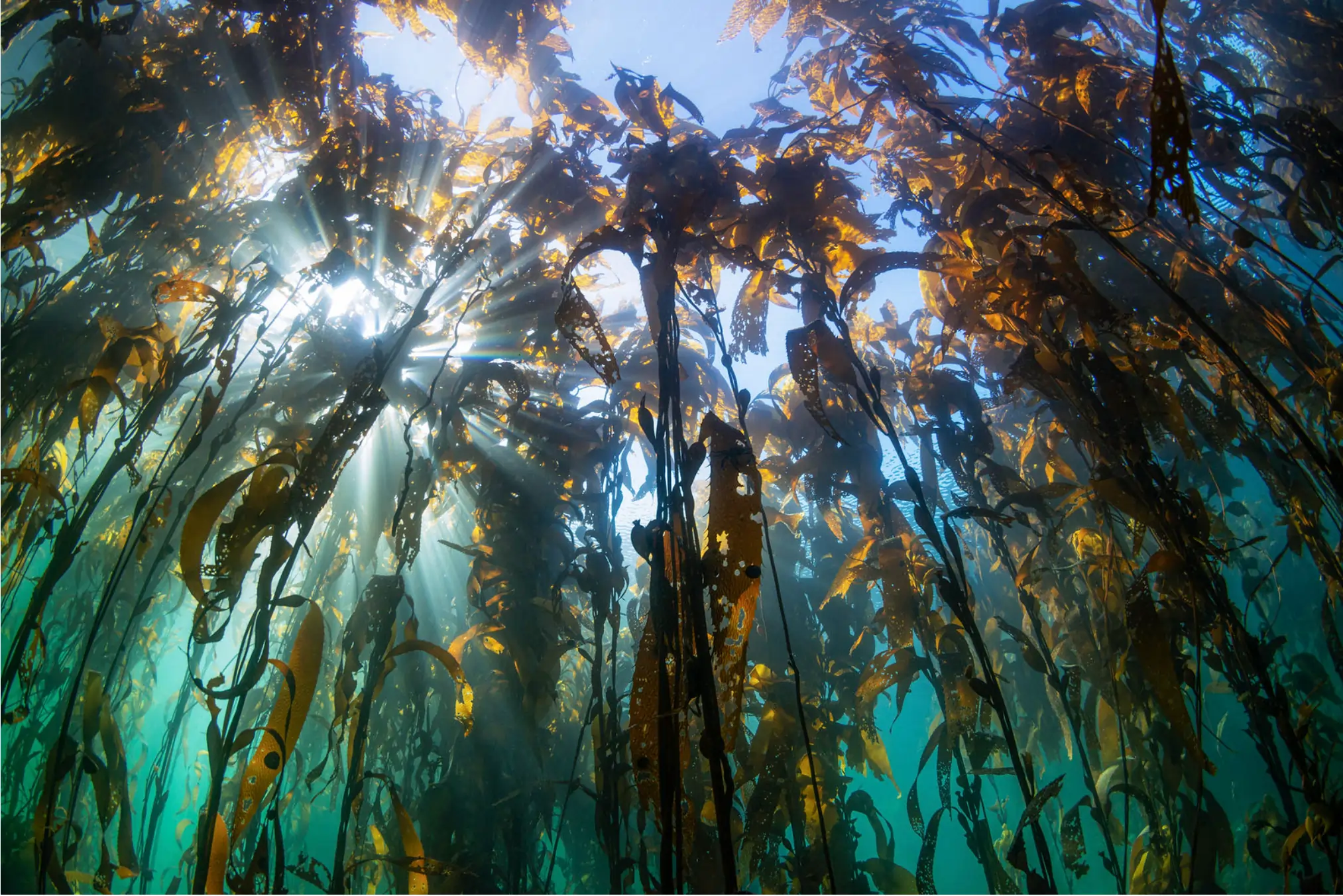 Bosques de macroalgas