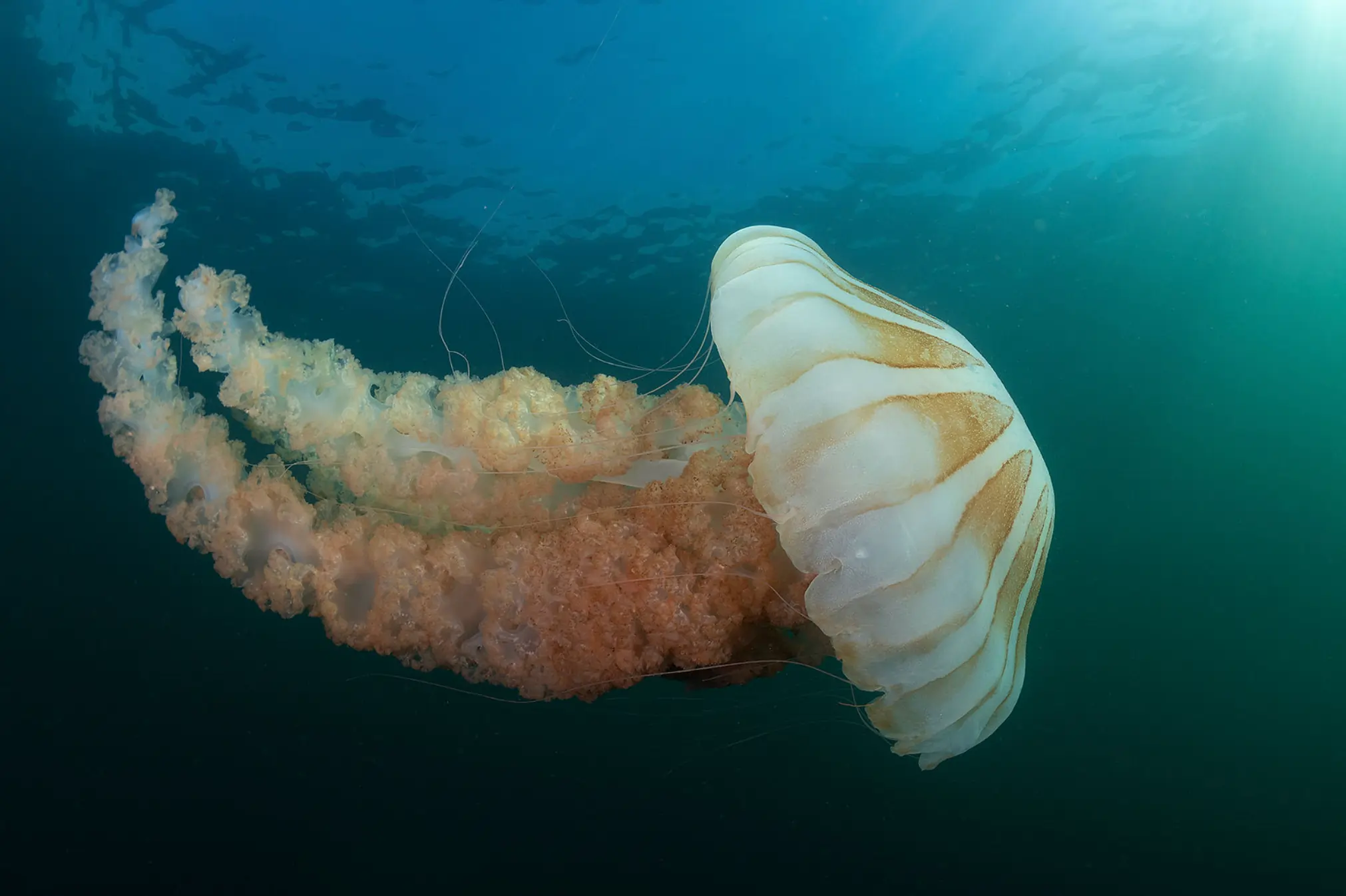 Créditos de Biodiversidad Marina 
en Raúl Marín Balmaceda